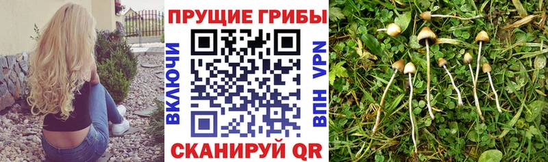 Псилоцибиновые грибы Cubensis  Татарск 